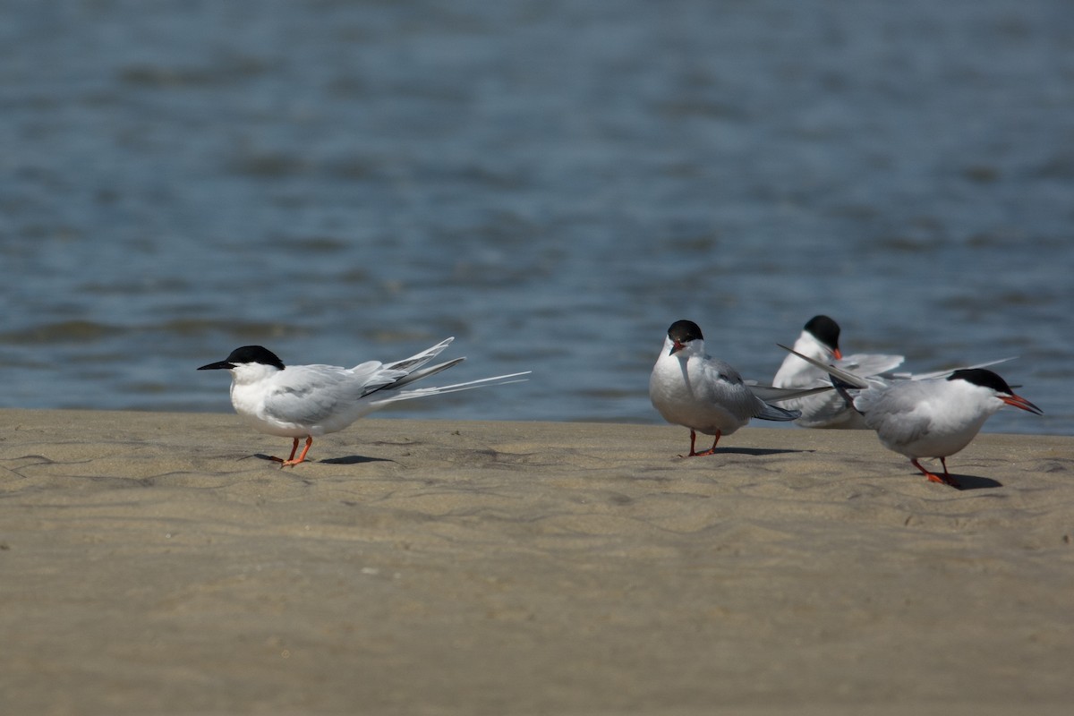 Roseate Tern - ML28718891