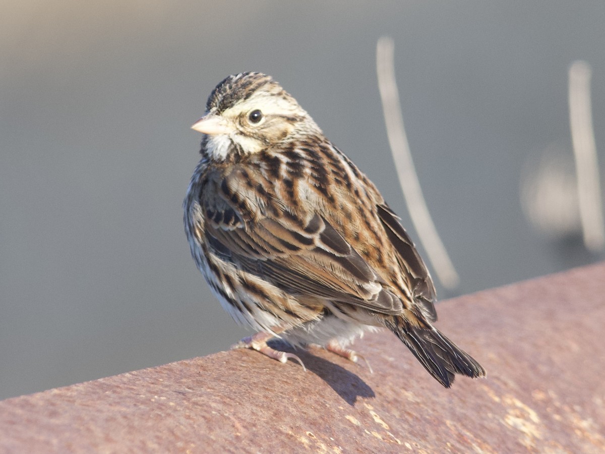Savannah Sparrow - ML287190031