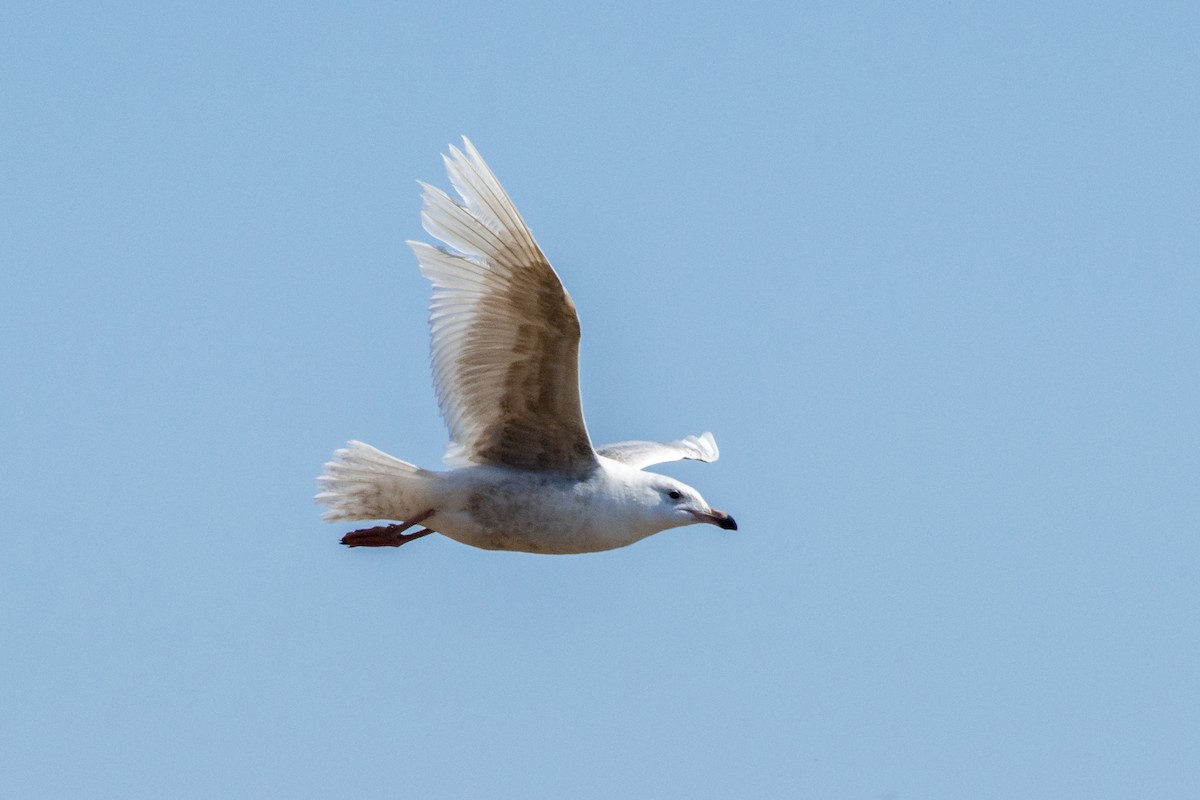 Glaucous Gull - ML287191011