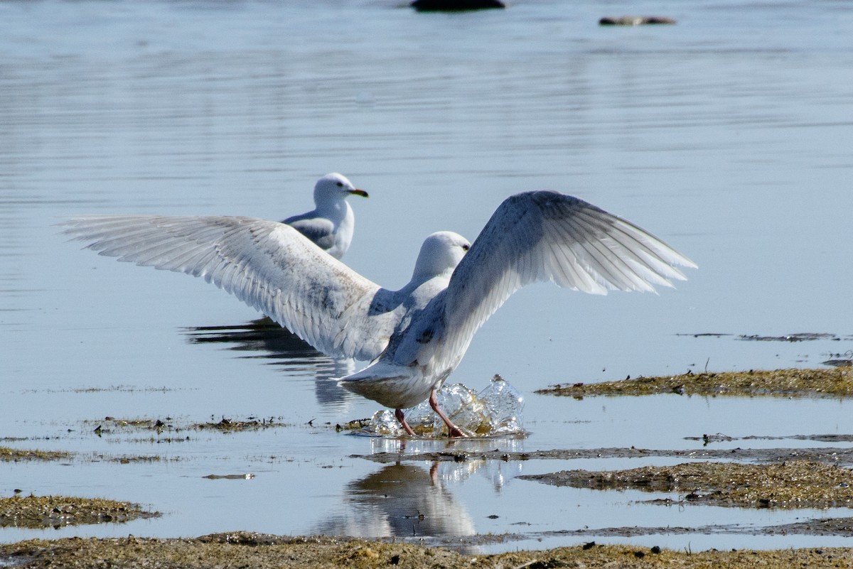 Glaucous Gull - ML287191221