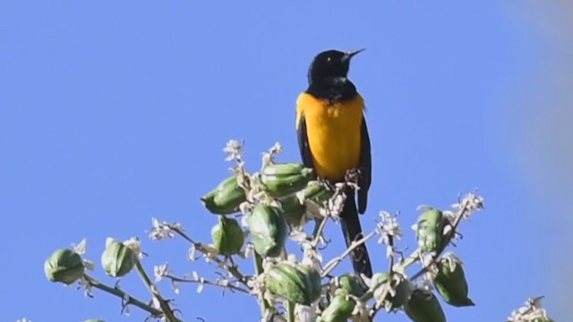 Black-vented Oriole - ML287191521