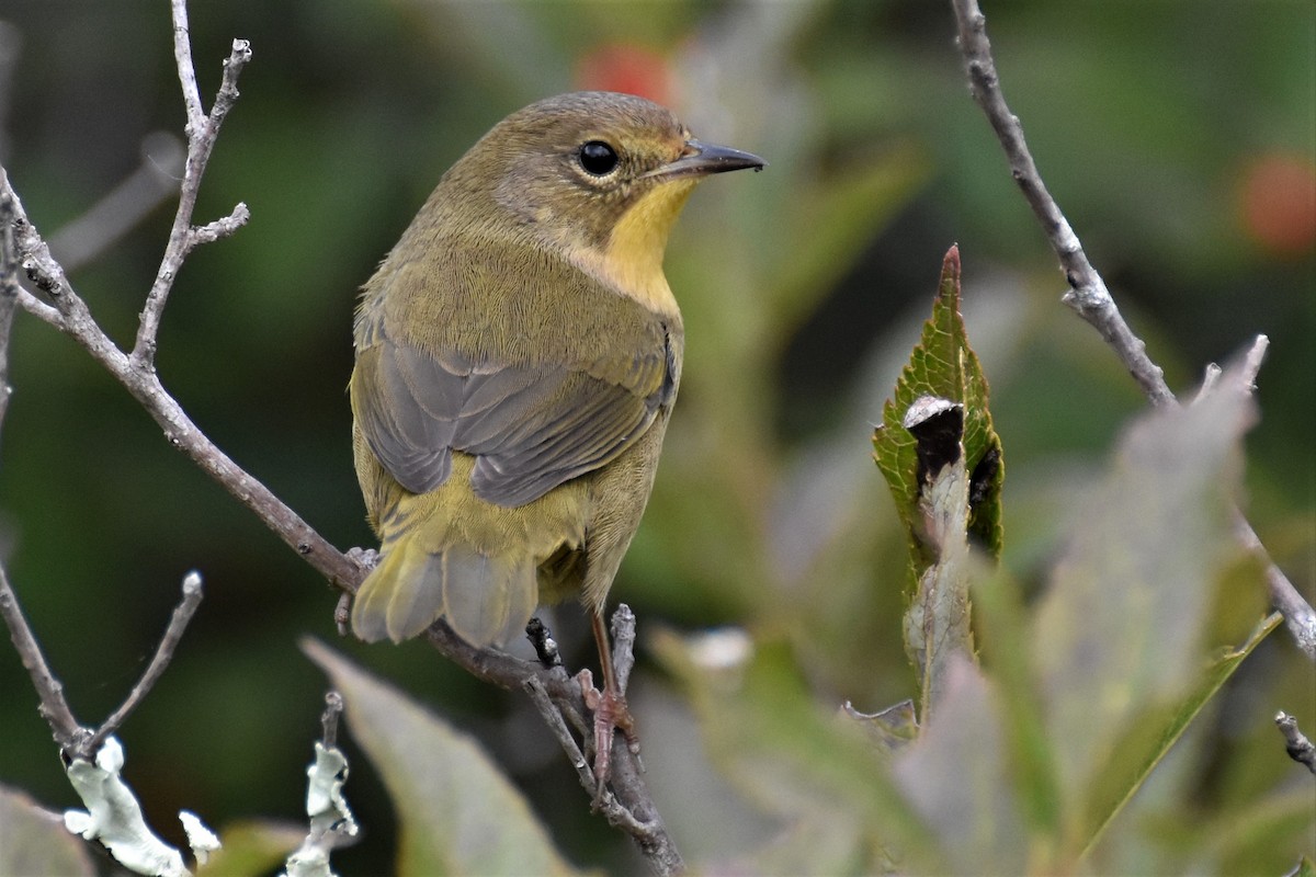 Common Yellowthroat - ML287196281