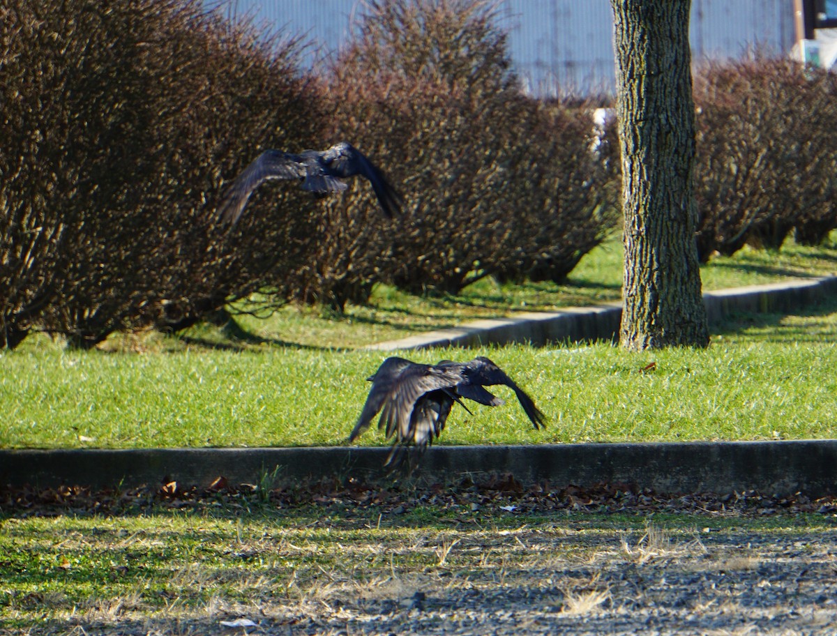 American Crow - ML287197871