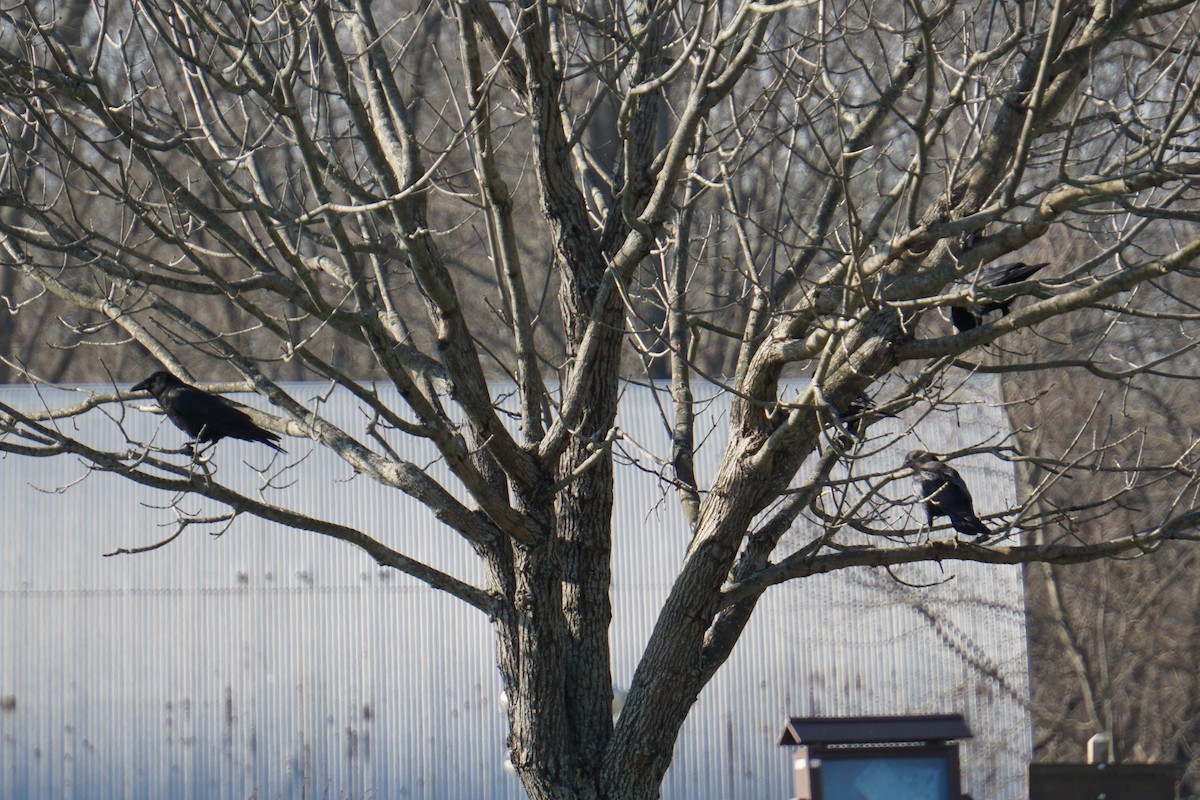 American Crow - ML287197891