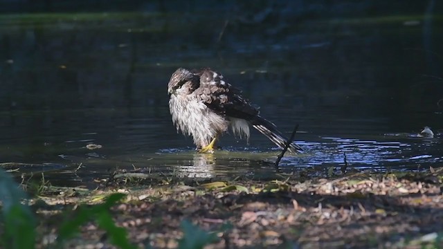 Cooper's Hawk - ML287198231