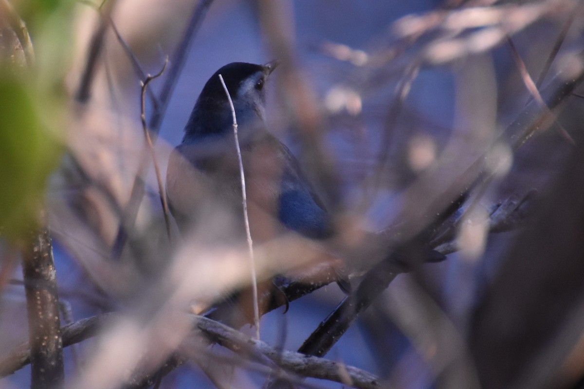 Gray Catbird - ML287201181