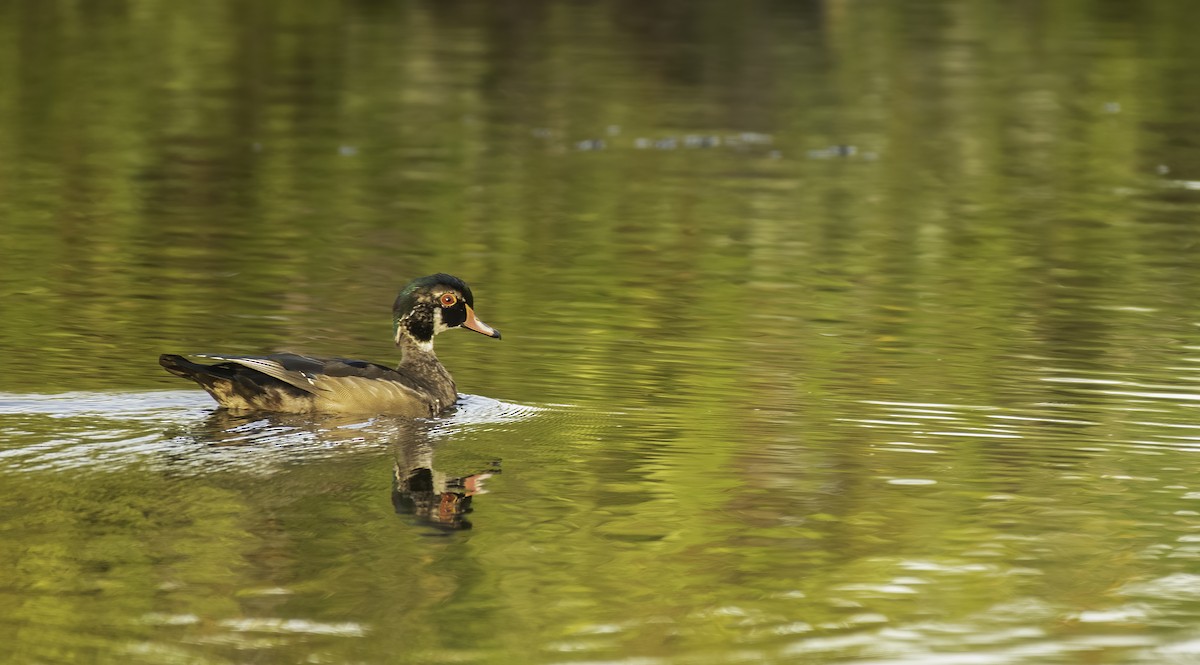 Wood Duck - ML287204891
