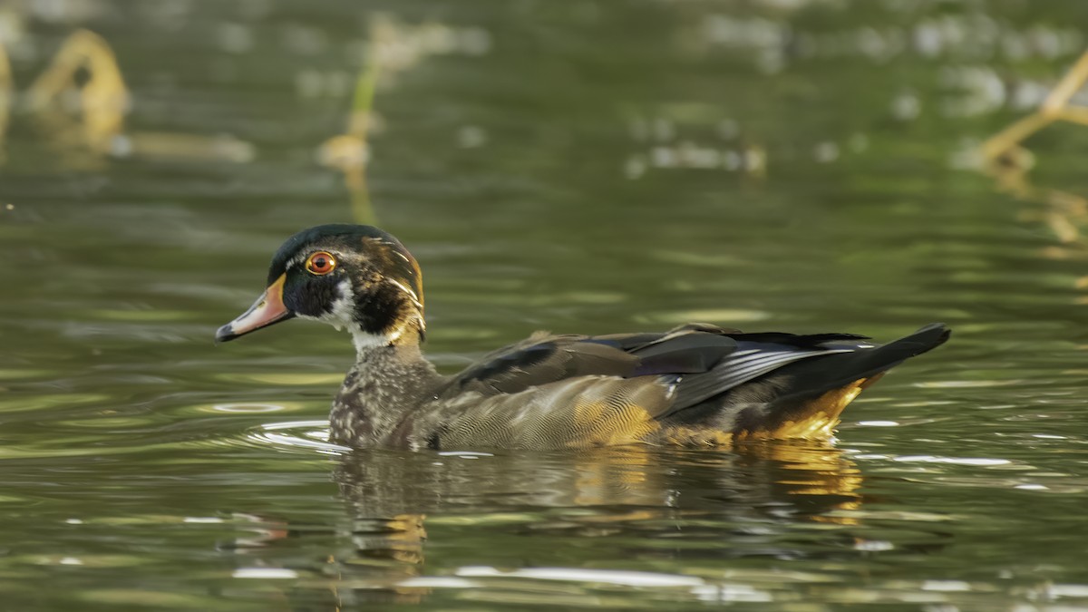 Wood Duck - ML287204941