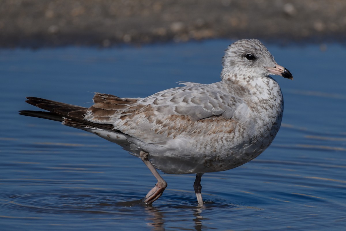 Ring-billed Gull - ML287208391