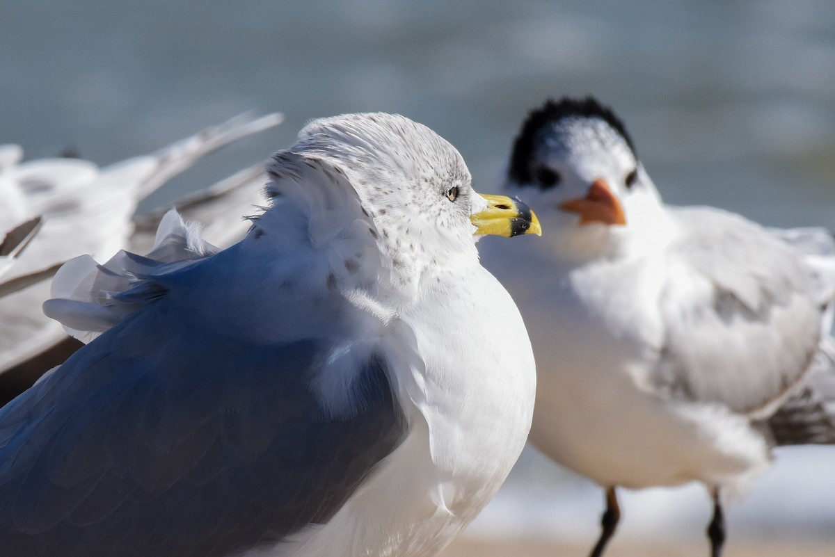 Ring-billed Gull - ML287208441