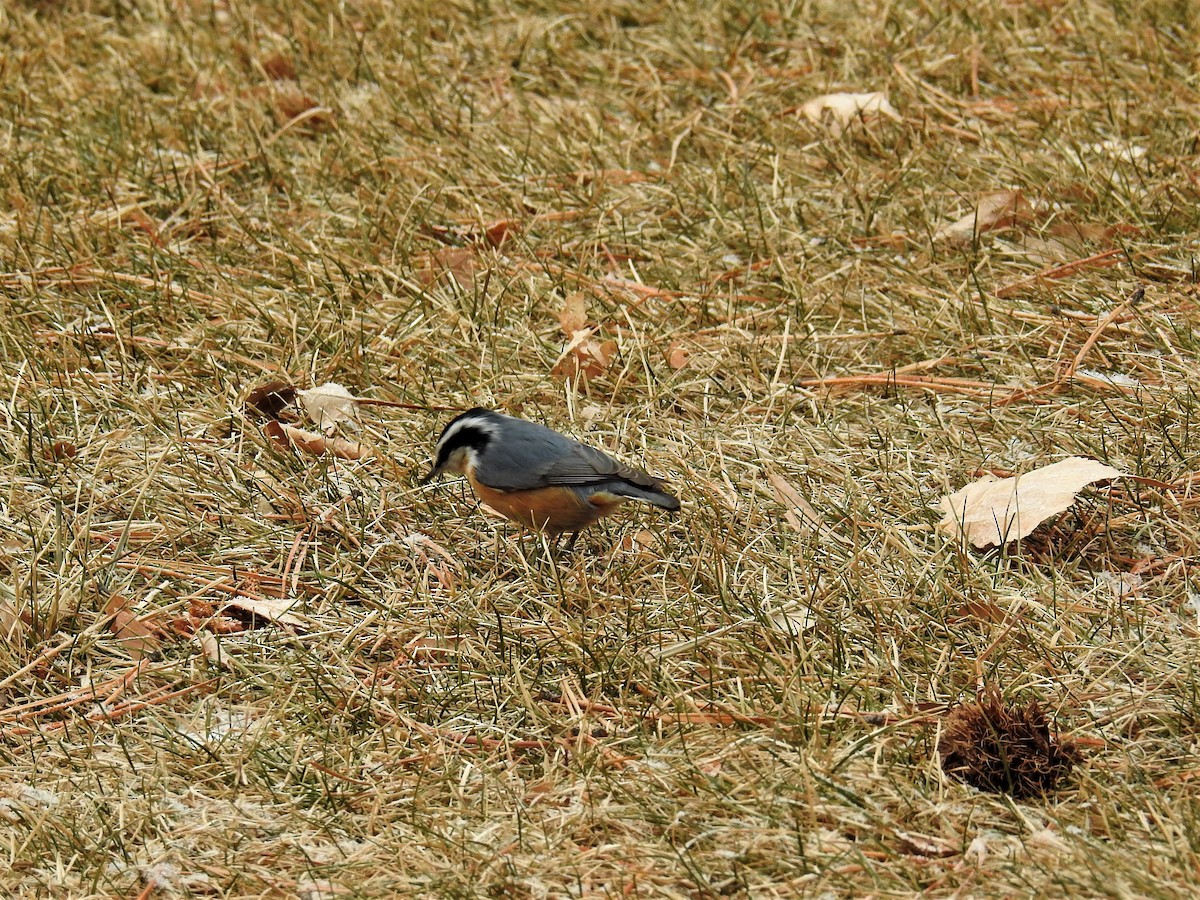 Red-breasted Nuthatch - ML287209441