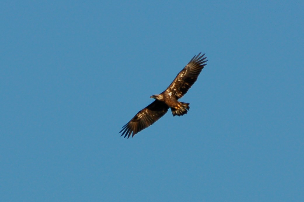 Bald Eagle - ML287210731