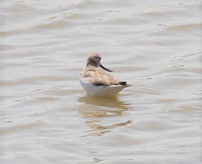 Terek Sandpiper - Mark Bonta