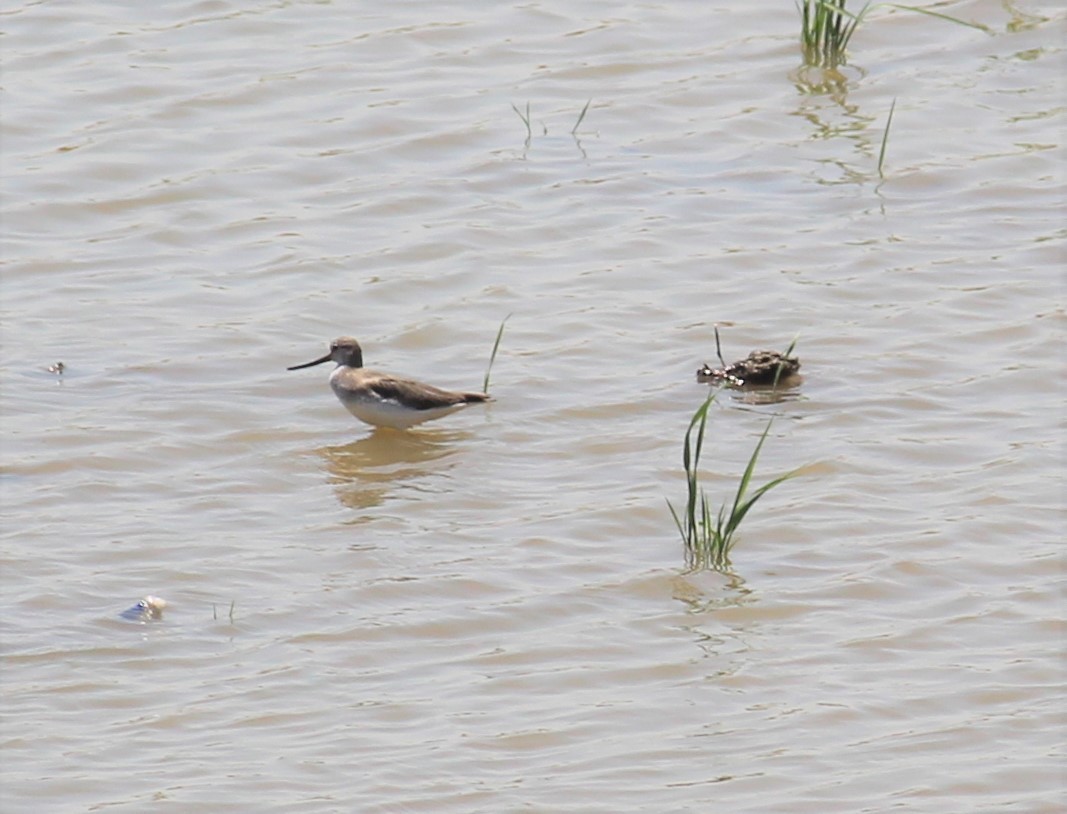 Terekwasserläufer - ML287210761