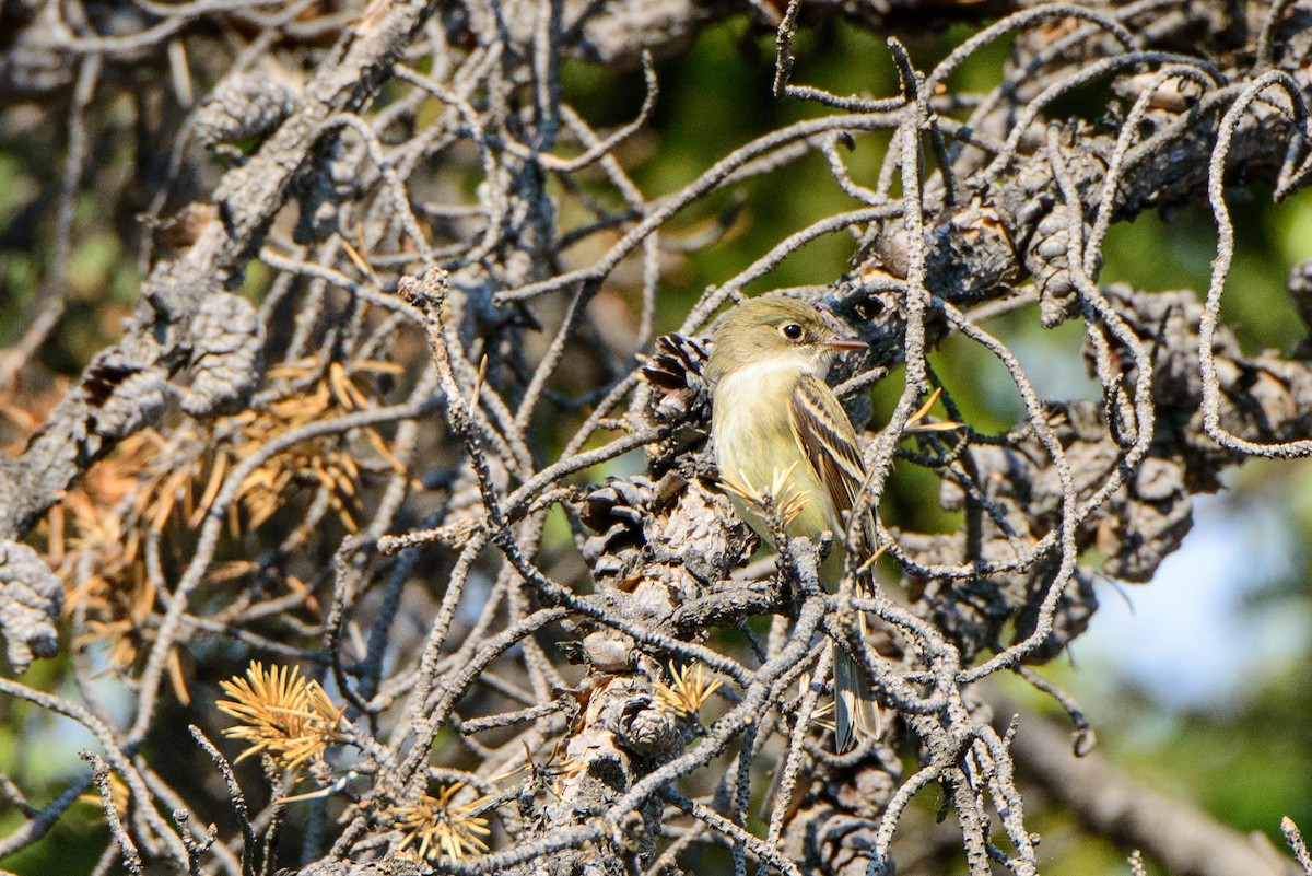 Least Flycatcher - ML287212521