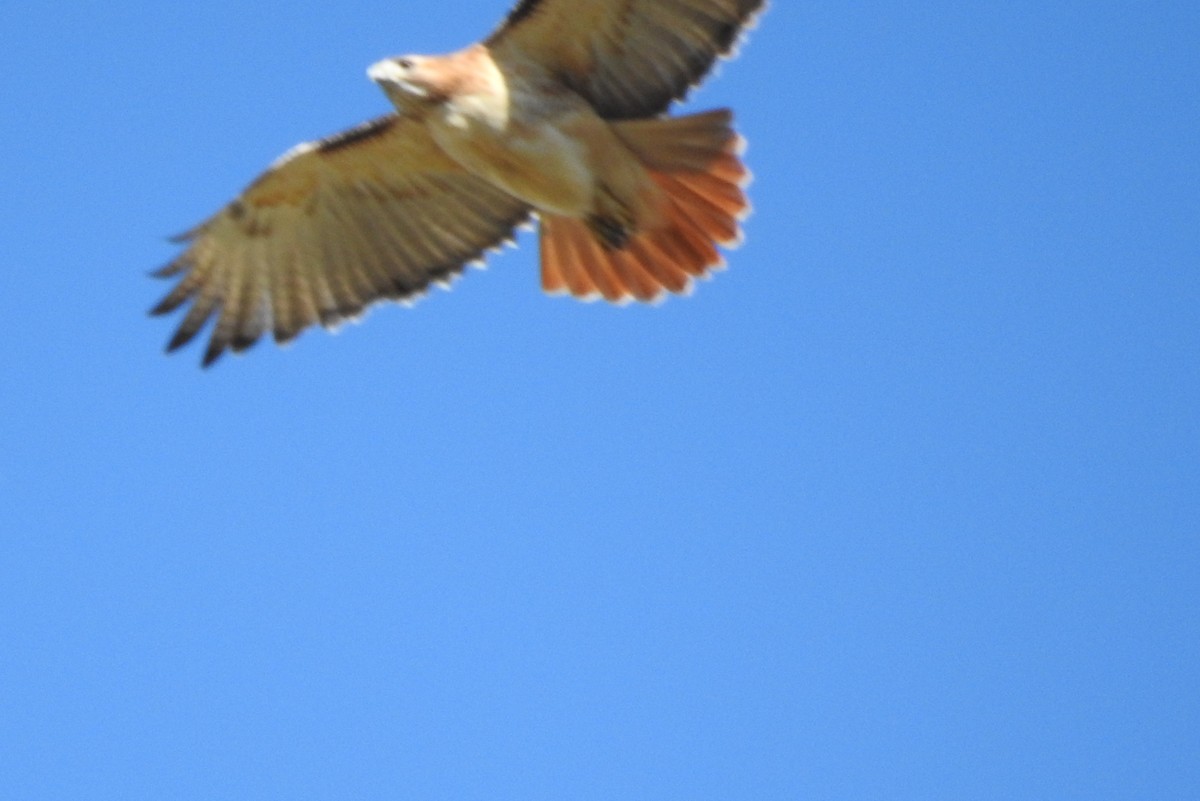 Red-tailed Hawk - ML287213131
