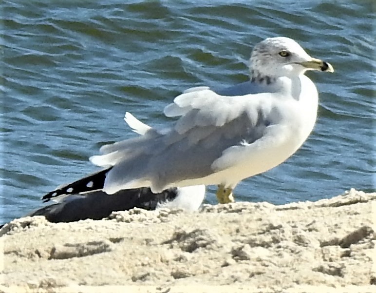 Ring-billed Gull - ML287215061