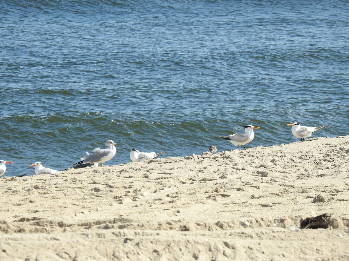 Ring-billed Gull - ML287215131