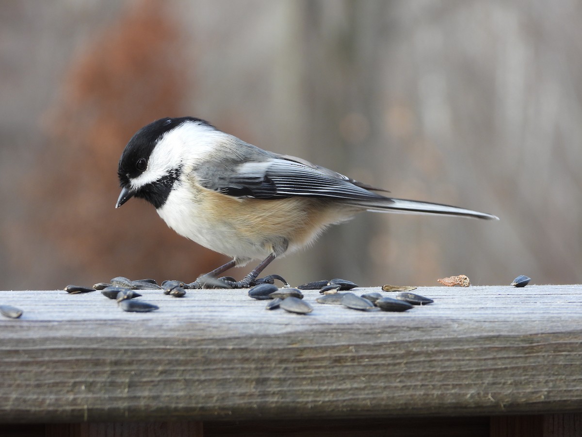 Black-capped Chickadee - ML287215141