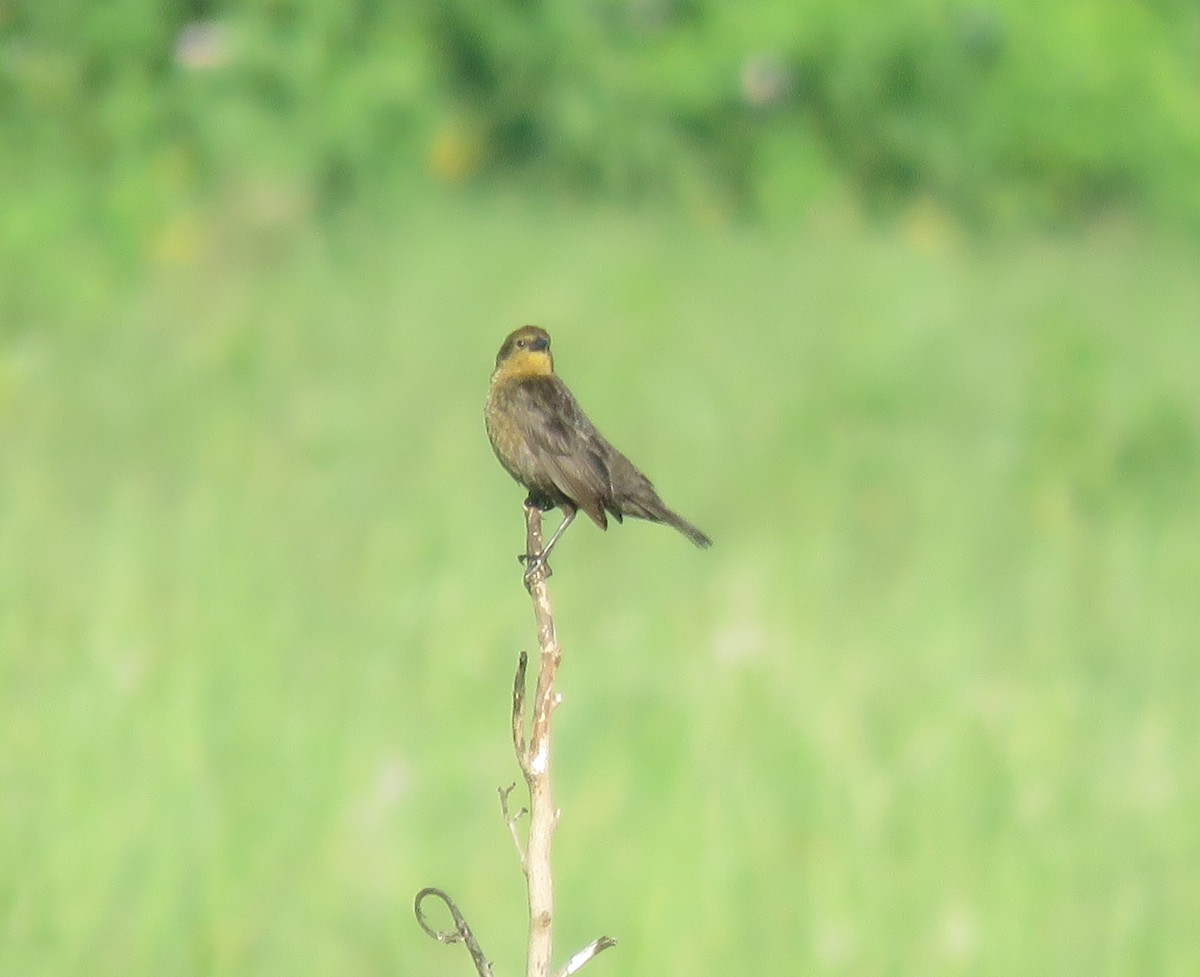 Chestnut-capped Blackbird - ML287215381