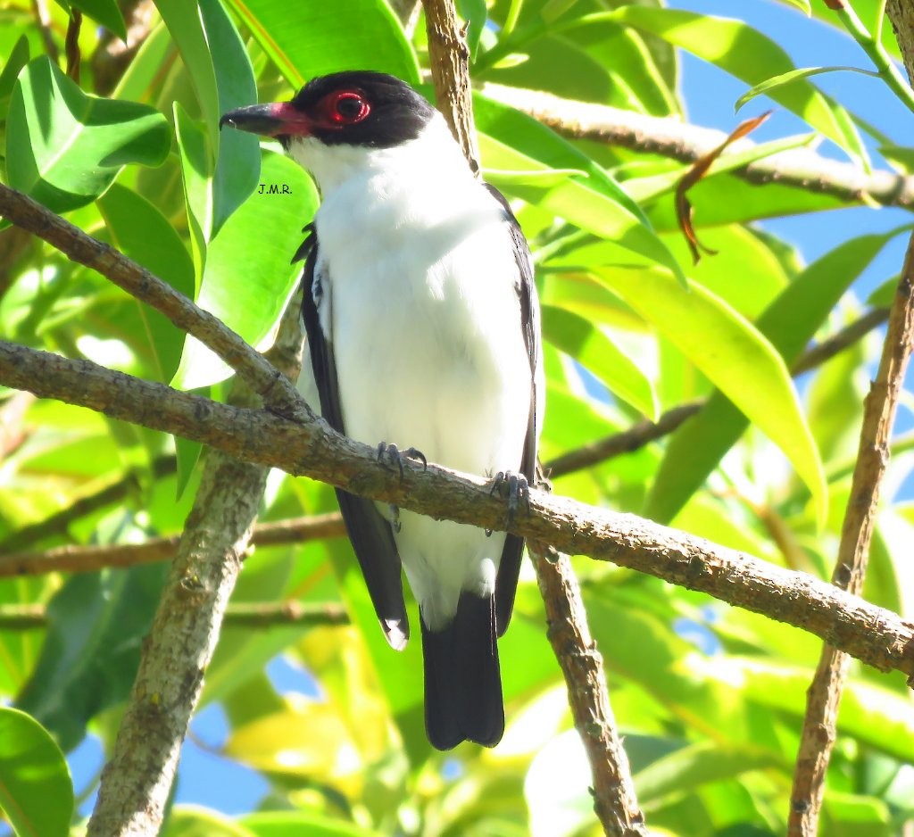 Black-tailed Tityra - Julián Retamoza