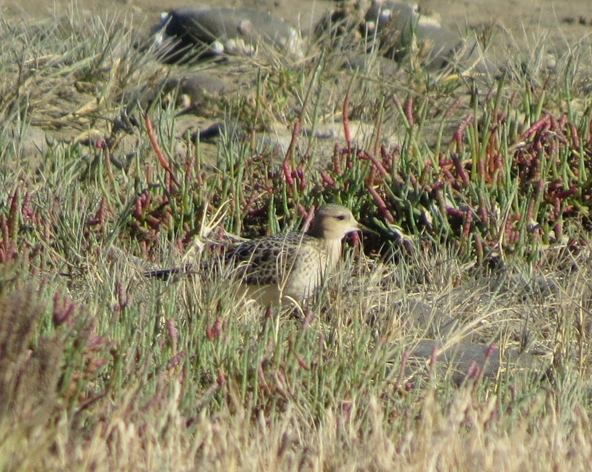 Buff-breasted Sandpiper - ML287215761