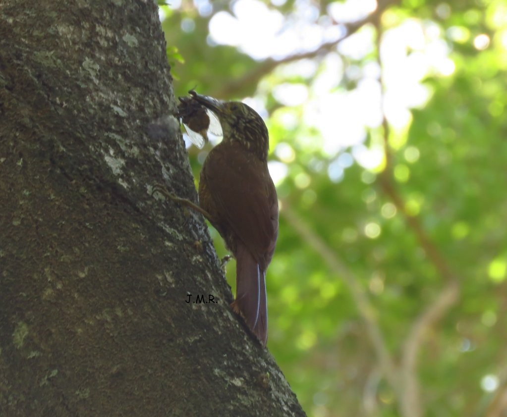 Planalto Woodcreeper - ML287215801