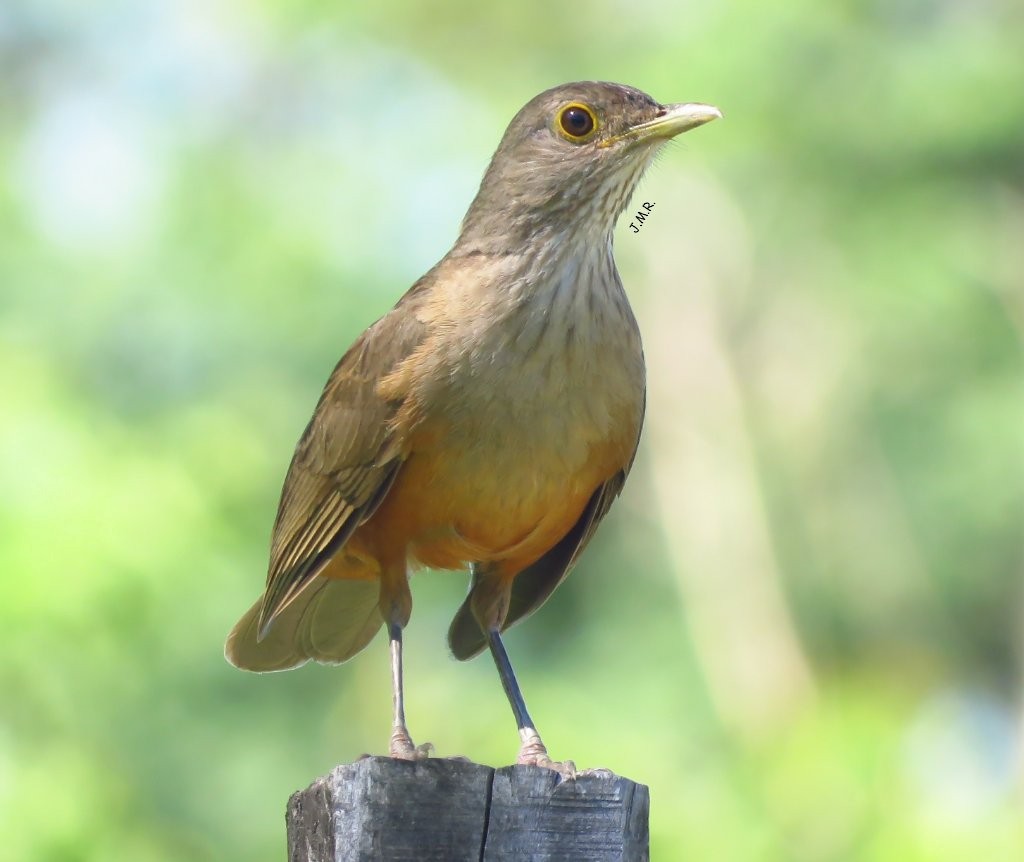 Rufous-bellied Thrush - ML287215851