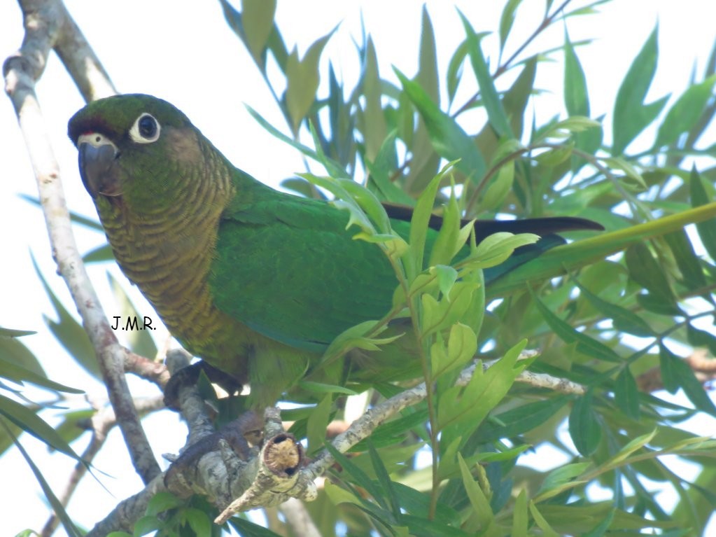 Maroon-bellied Parakeet - ML287215891