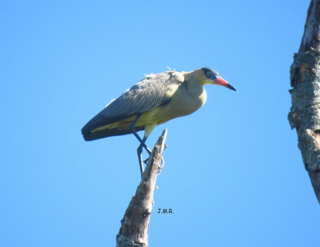 Whistling Heron - Julián Retamoza