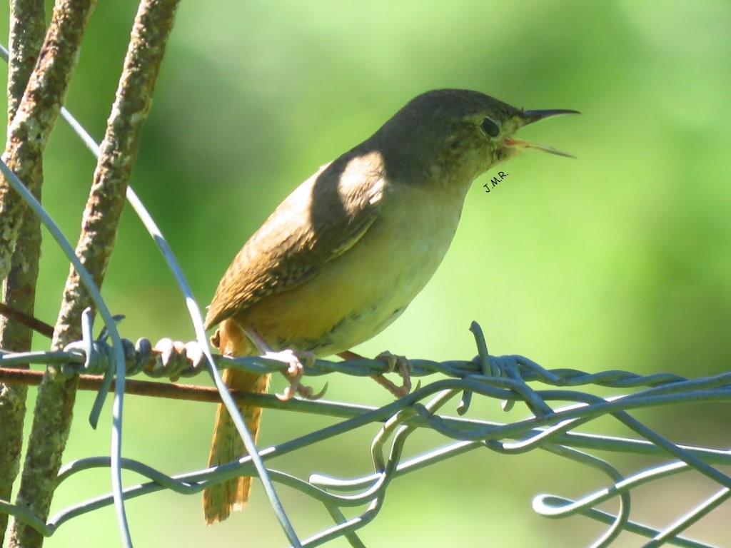 Southern House Wren - ML287215981