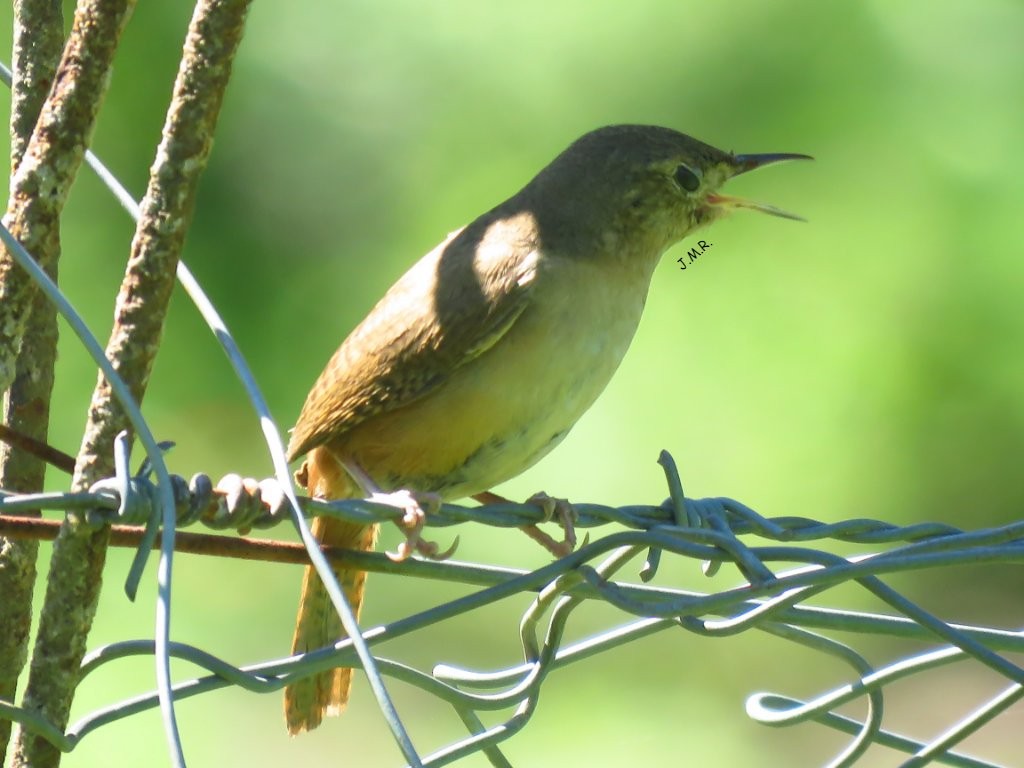 House Wren - Julián Retamoza