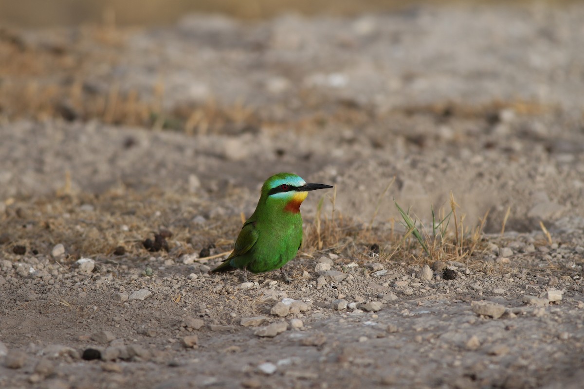 Blue-cheeked Bee-eater - Mehmet Mahmutoğlu