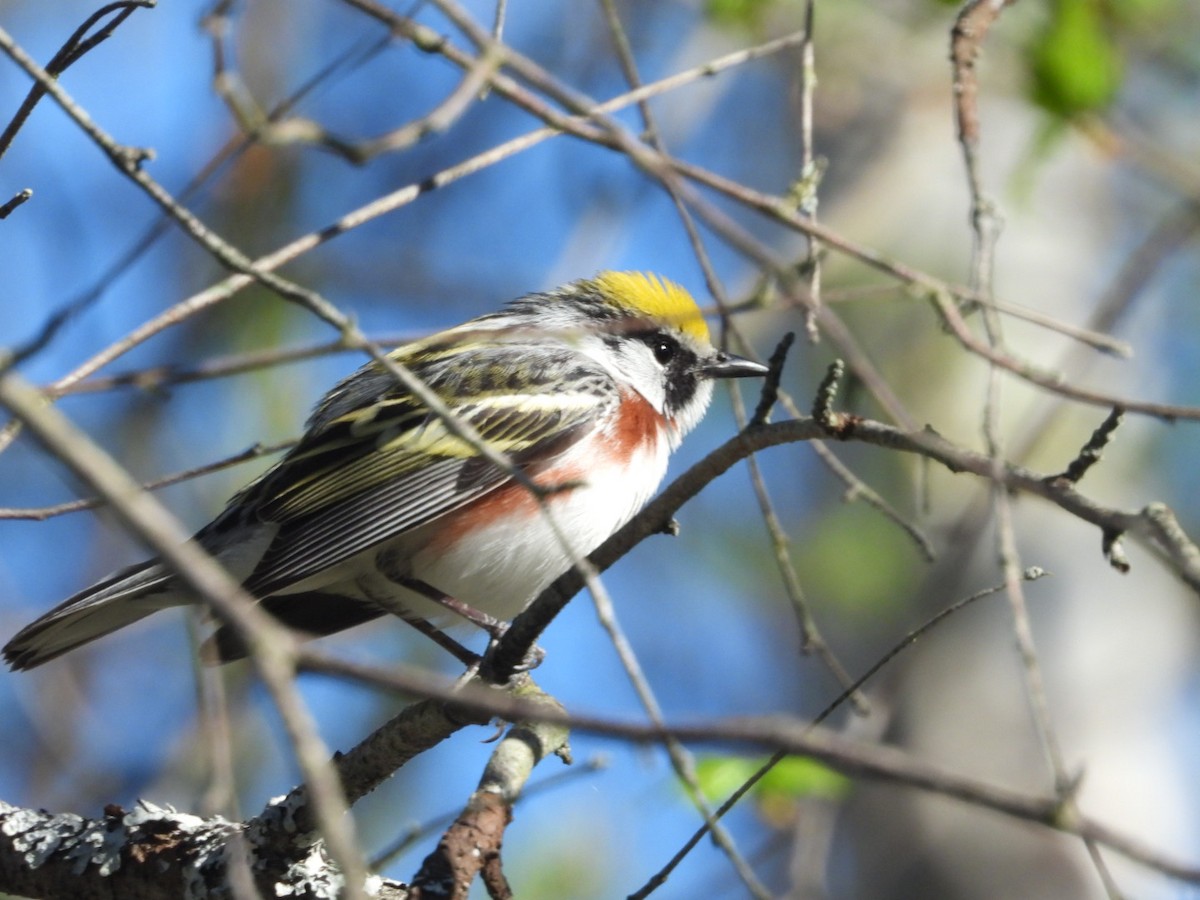 Chestnut-sided Warbler - Jean Ethier