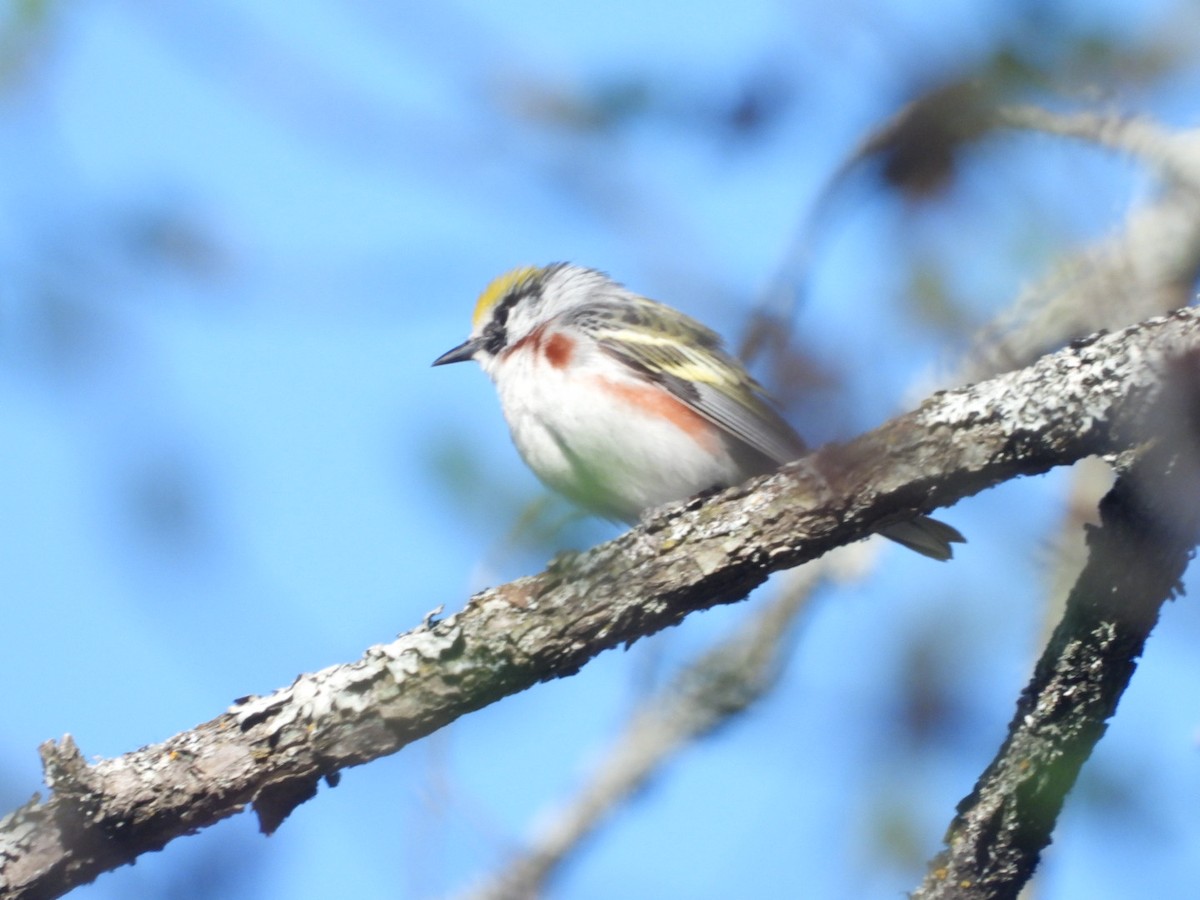 Chestnut-sided Warbler - Jean Ethier