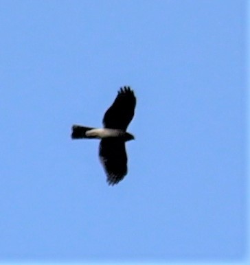 Eurasian Sparrowhawk - ML287218341