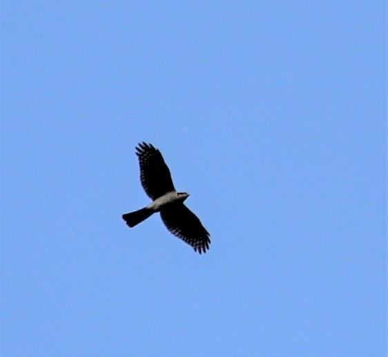 Eurasian Sparrowhawk - ML287218351