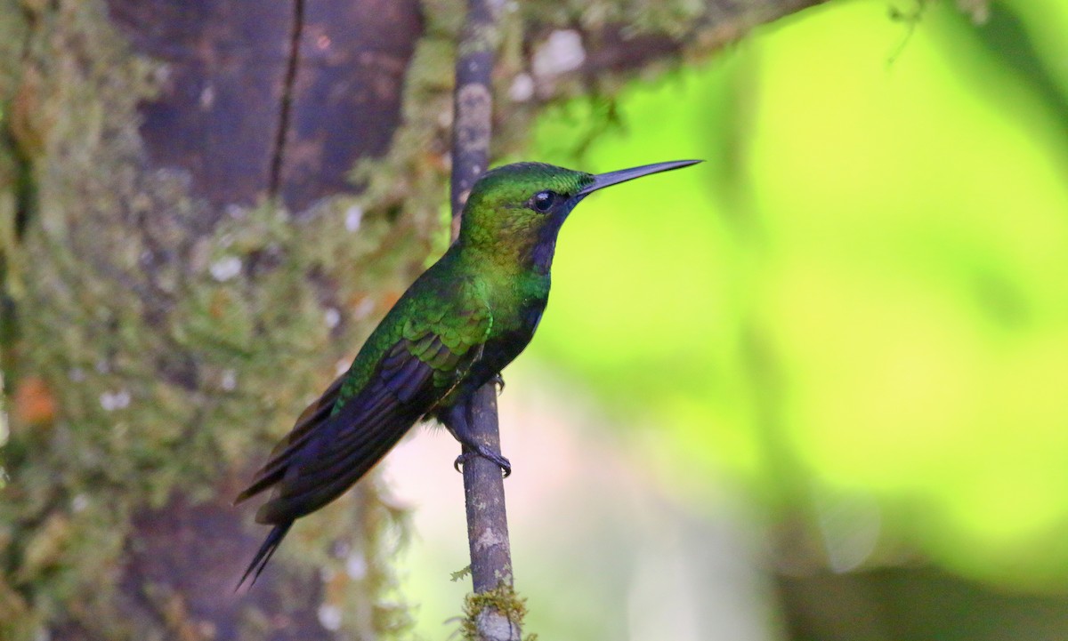 Black-throated Brilliant - ML287219381