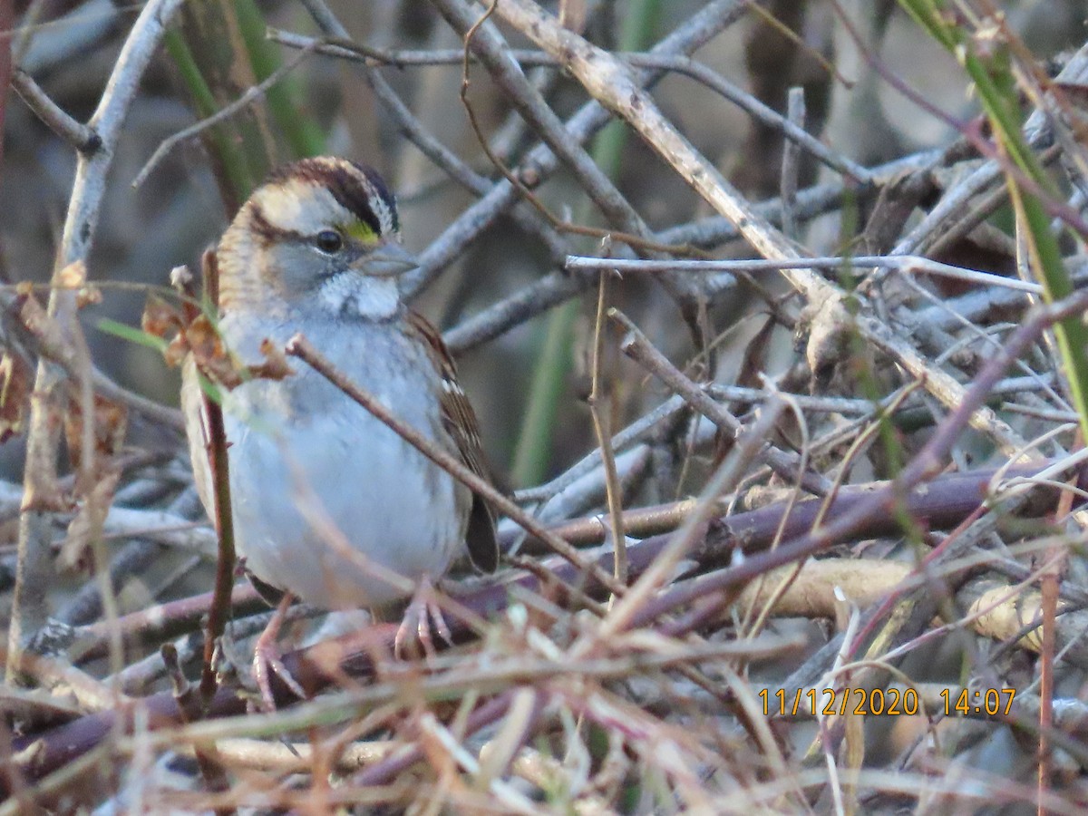 White-throated Sparrow - ML287220831