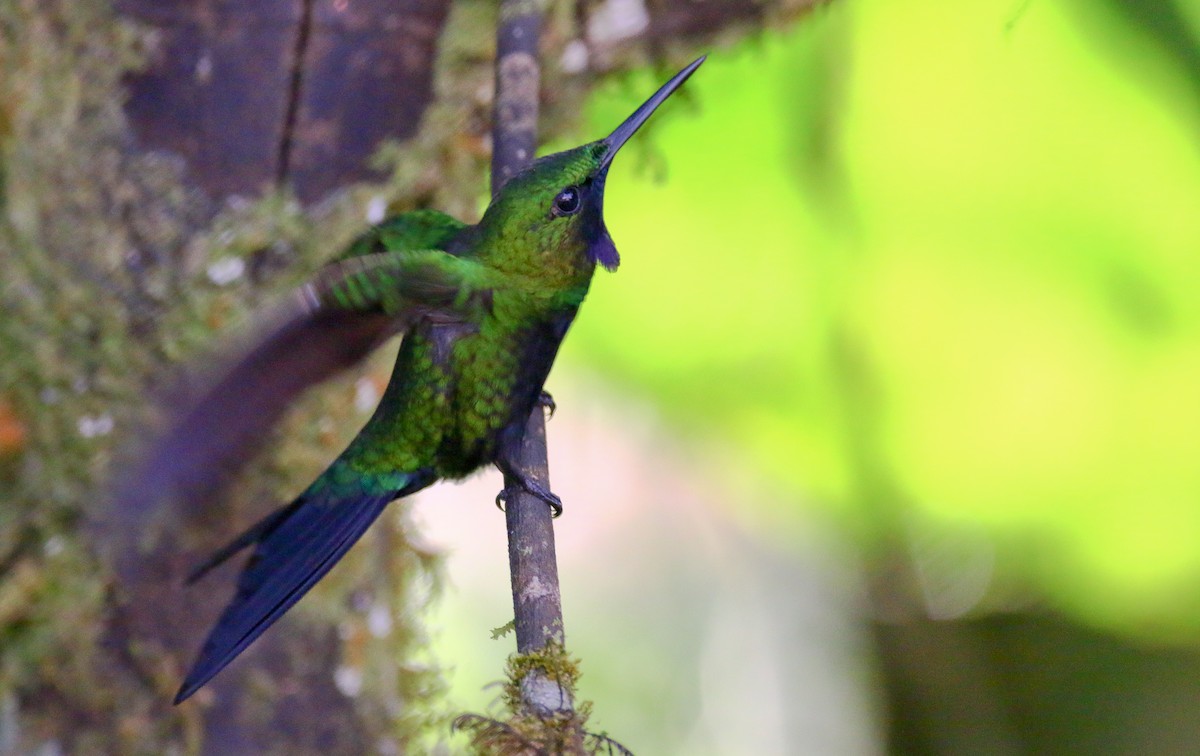 kolibřík zelenoprsý - ML287221351