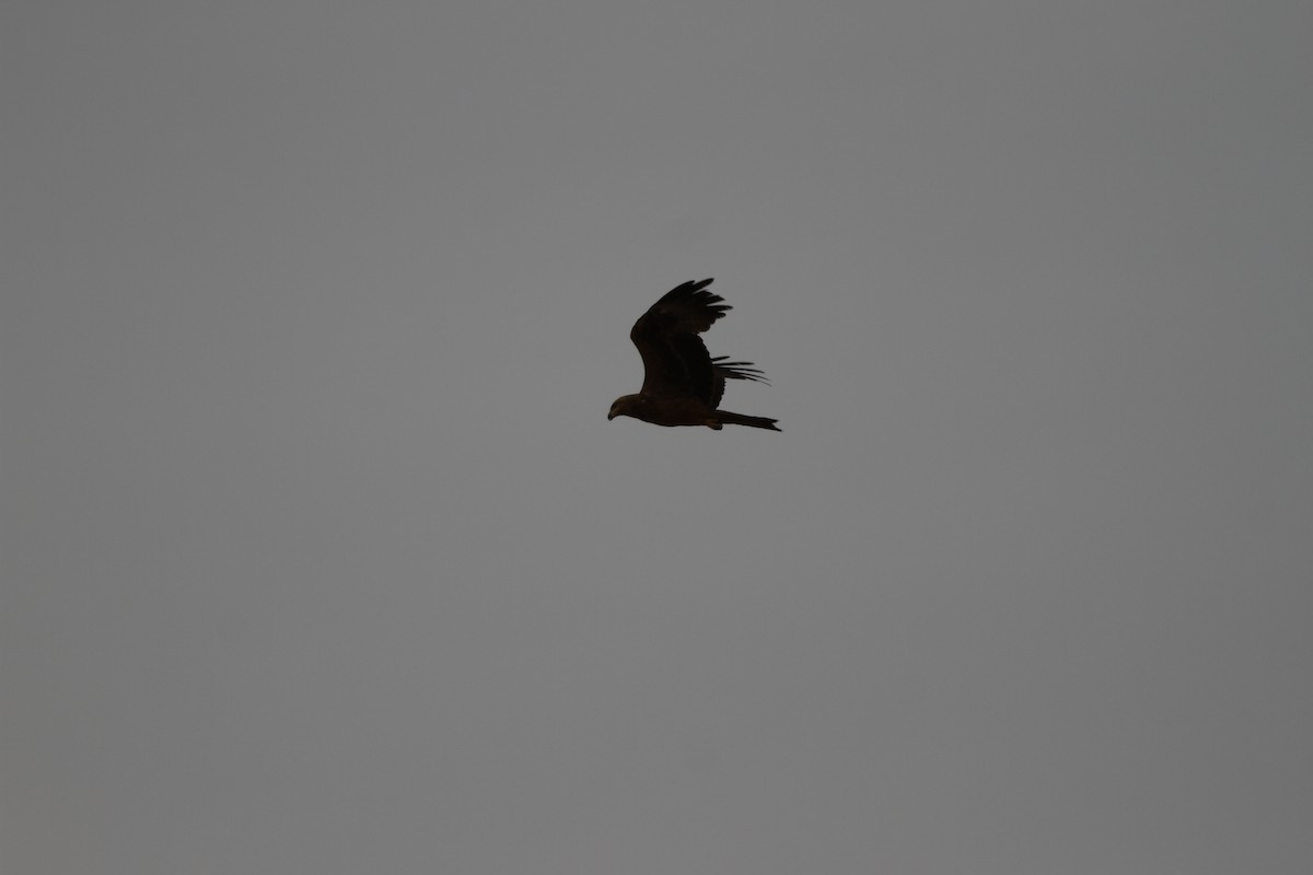 Black Kite - ML28722221