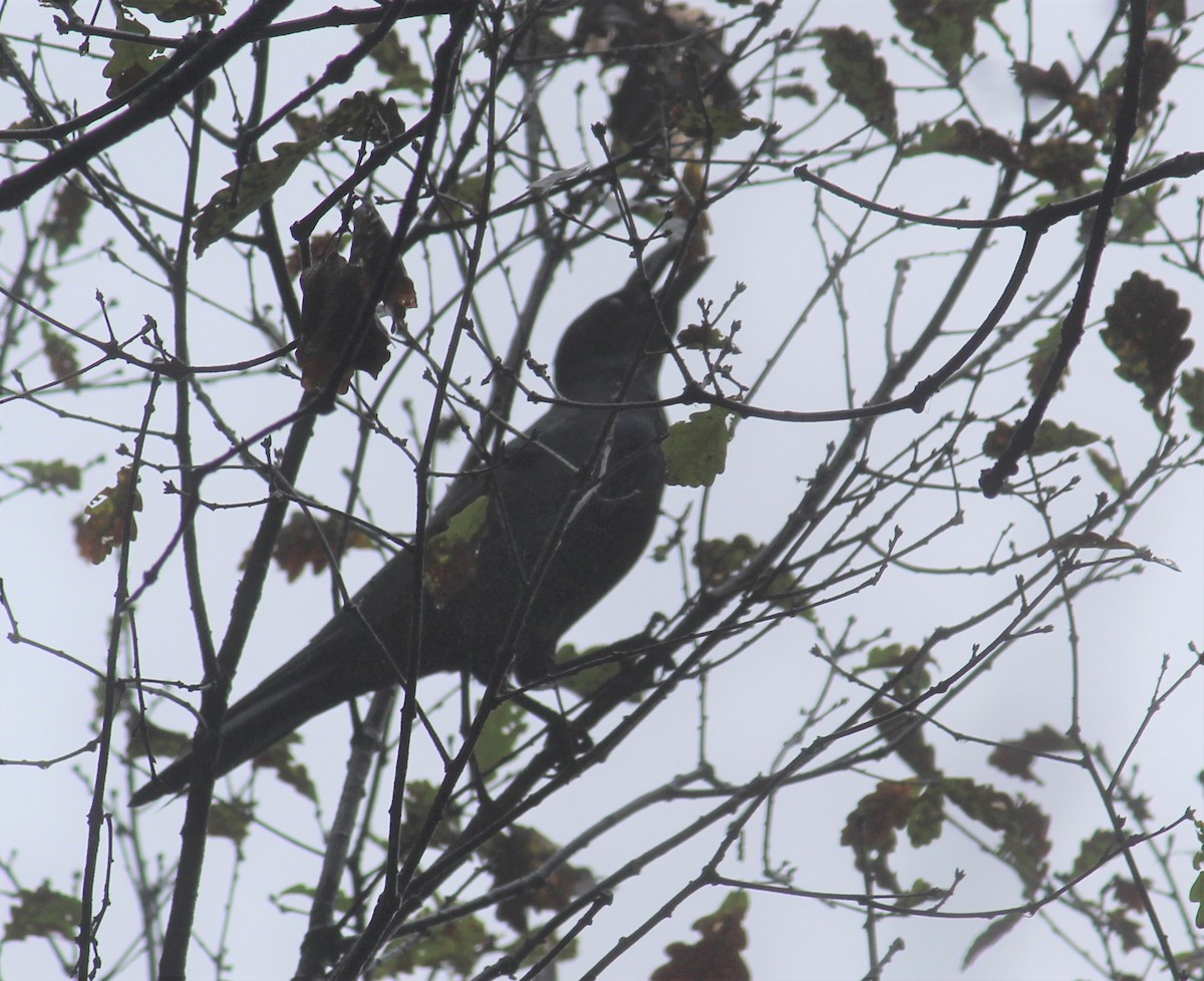 Large-billed Crow - ML287224481