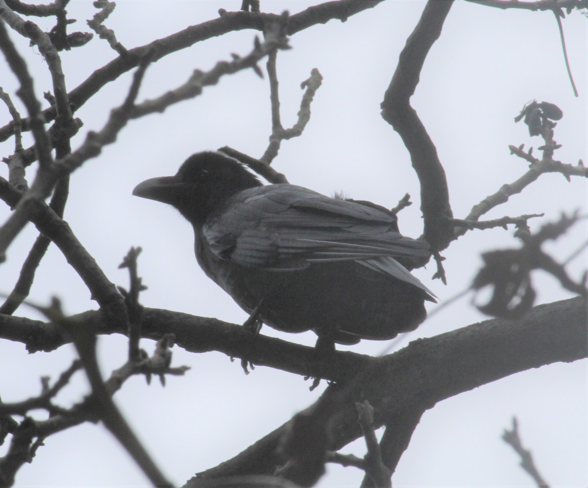 Large-billed Crow - ML287224491