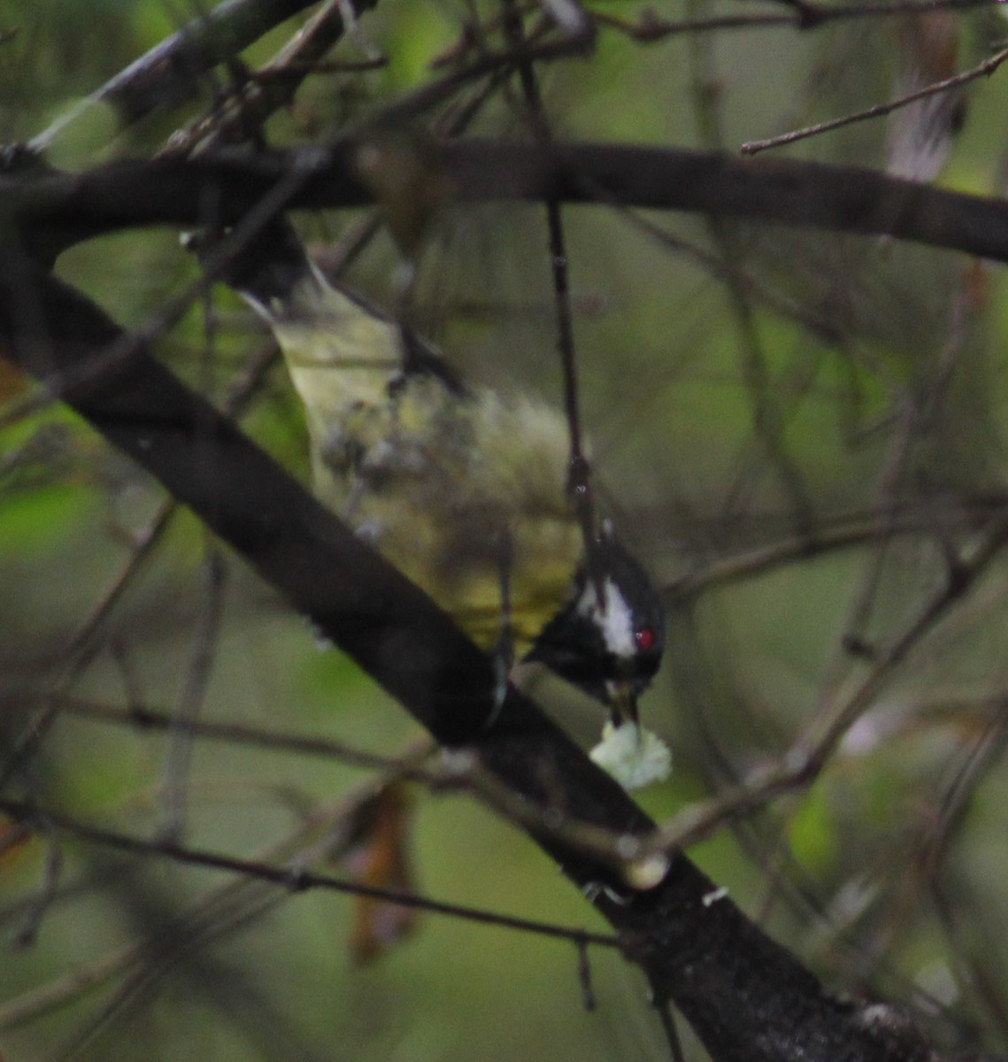 Yellow-bellied Tit - ML287224581