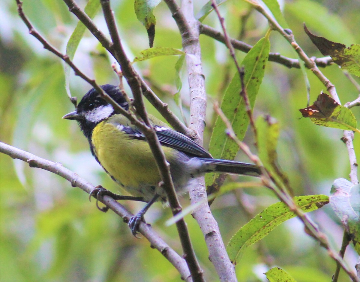 Green-backed Tit - ML287224611