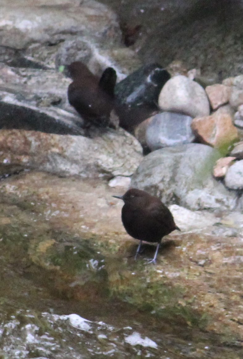 Brown Dipper - ML287224631