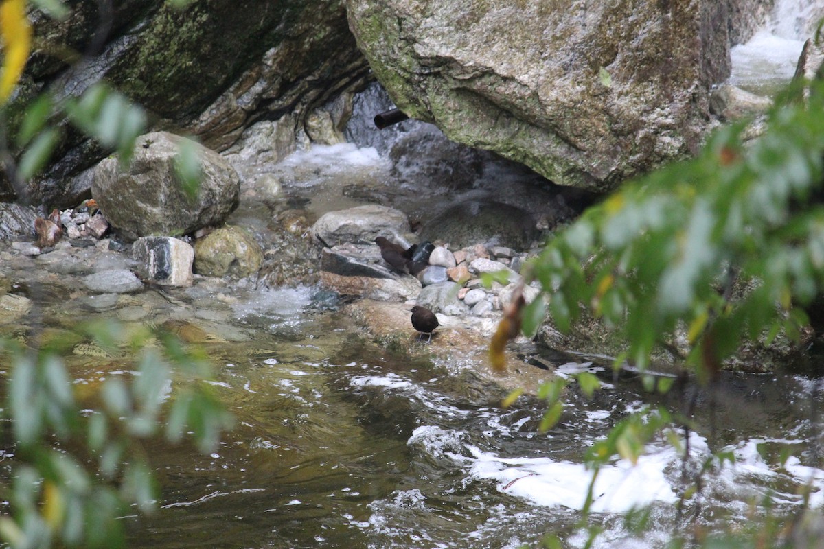 Brown Dipper - ML287224681
