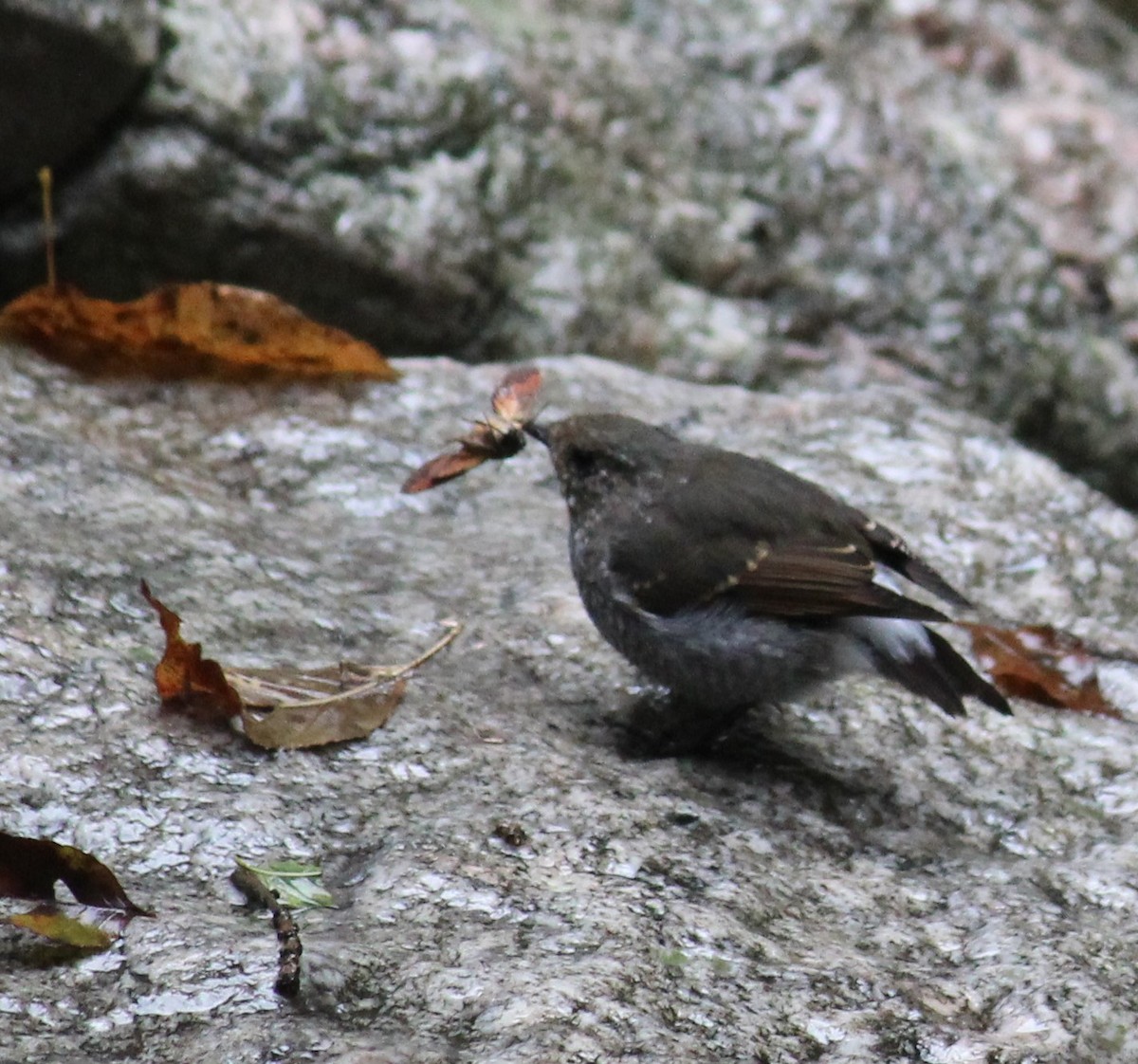 Plumbeous Redstart - ML287224741