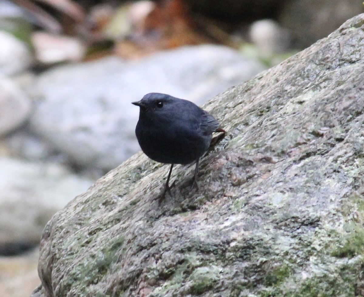 Plumbeous Redstart - ML287224751