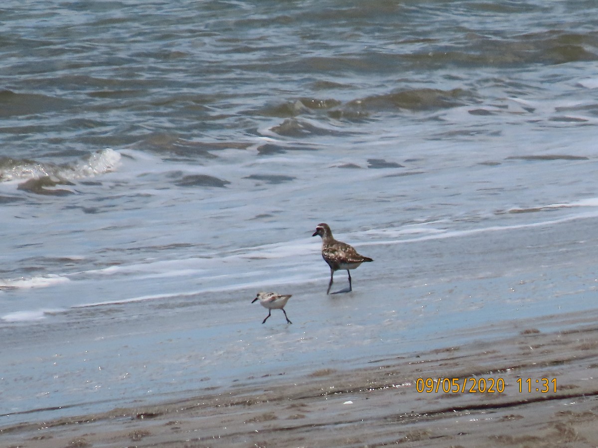 Black-bellied Plover - ML287224821